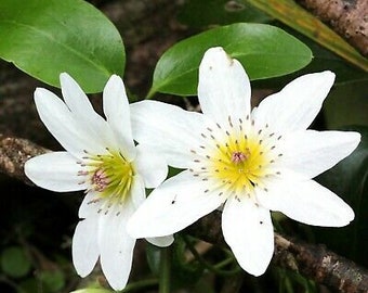 CLEMATIS Paniculata Puawhanang, New Zeland CLEMATIS 20 seeds