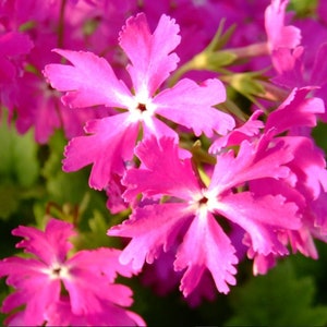 Primula Sieboldii Sakurasoo, or Cherry Blossom primula.25seeds /HP image 3