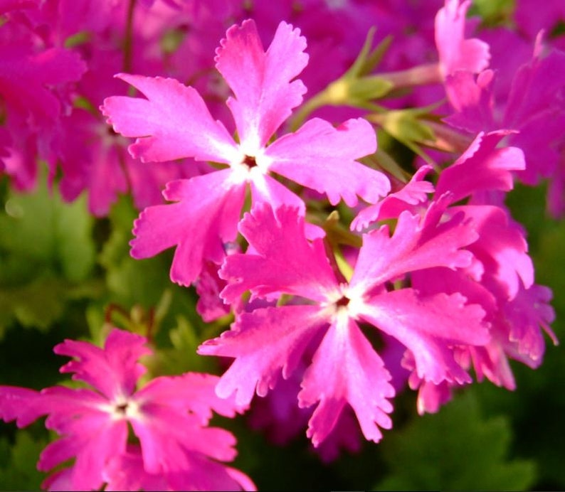 Primula Sieboldii Sakurasoo, or Cherry Blossom primula.25seeds /HP image 3