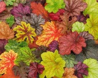 30 seeds-HEUCHERA mix (AMERICANA x MICRANATHA)Newest Hybr.