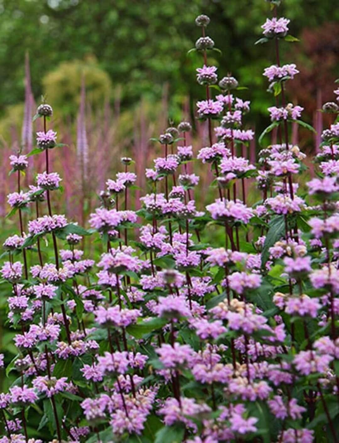 Phlomis tuberosa on sale