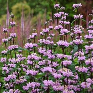 Phlomis Tuberosa 15 seeds Jerusalem sage, Hardy Perennial. image 1