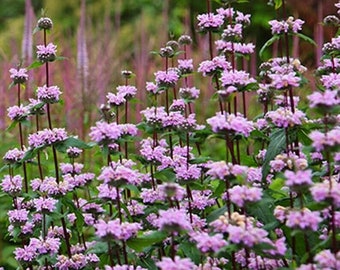 Phlomis Tuberosa -15 seeds Jerusalem sage, Hardy Perennial.