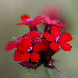 Dianthus Cruentus Blood Pink 30 seeds Hardy Perennial image 1