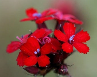 Dianthus Cruentus (Blood Pink) -30 seeds - Hardy Perennial