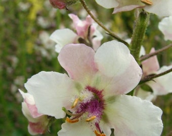 VERBASCUM blattaria f.albiflorum-White Blush-50 seeds