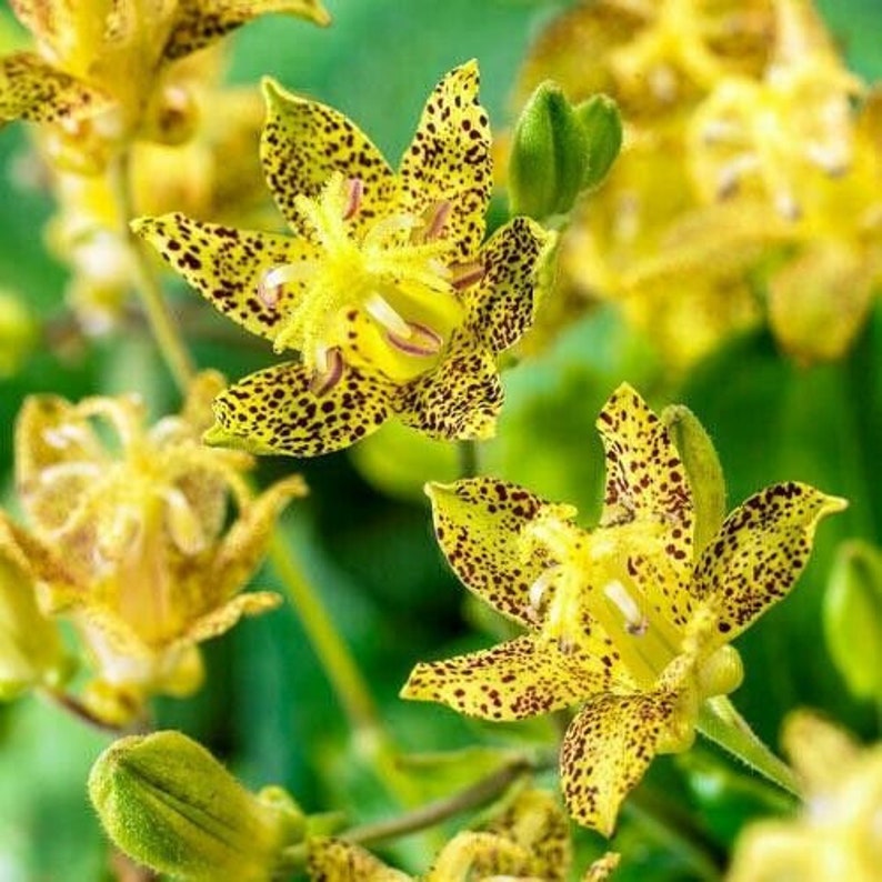 Tricyrtis Latifolia Toad Lily 20 seeds. image 1