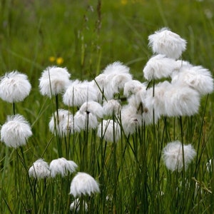 Eriophorum angustifolium-20 seeds image 1