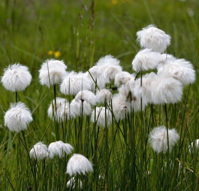 Eriophorum angustifolium-20 seeds image 1