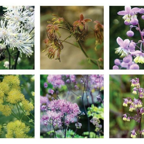 Thalictrum mixture 20 SEEDS/Hardy Perennial