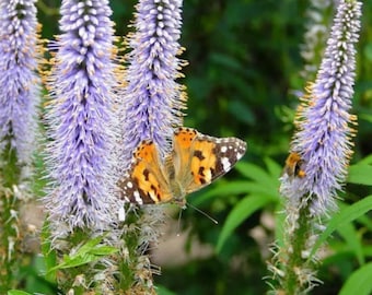 VERONICASTRUM Sibiricum-approx 100 seeds/HP-tiny seeds