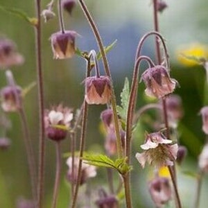 Geum rivale Water Avens Hardy Perennial 30 SEEDS image 2