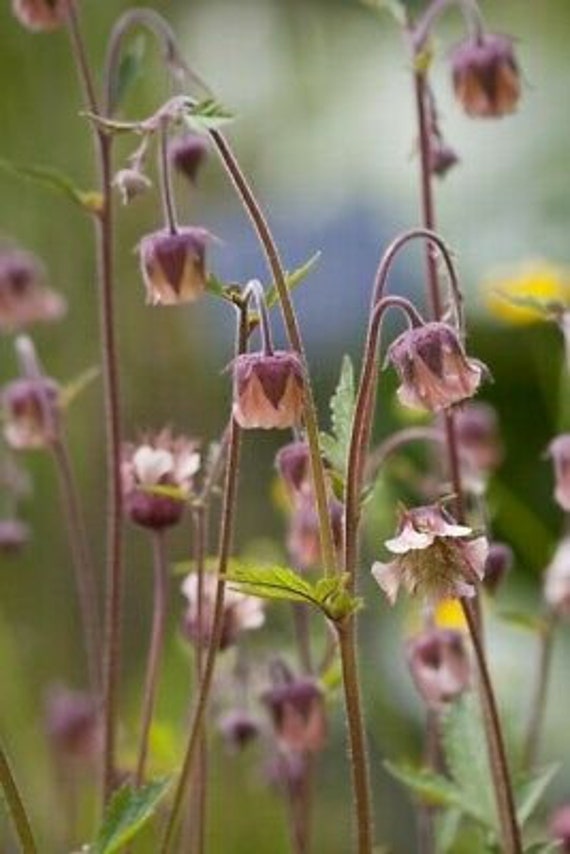MURRAL Geum rivale bustier (Ivory) ミューラル Purple Avens - Water Avens - Geum rivale