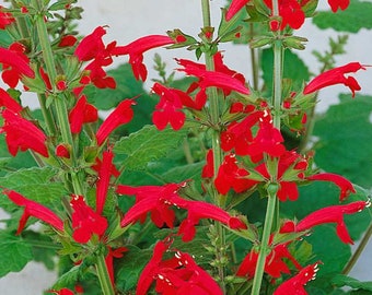 Salvia Roemeriana - Hot Trumpets(Prairie Fire) - 12 seeds