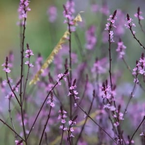 VERBENA officinalis var. grandiflora 'BAMPTON50 seeds/HP image 1