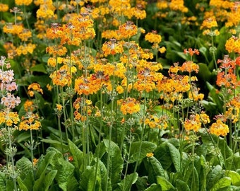 Primula Bulleyana (candelabra) - 50 Seeds - Hardy Perennial