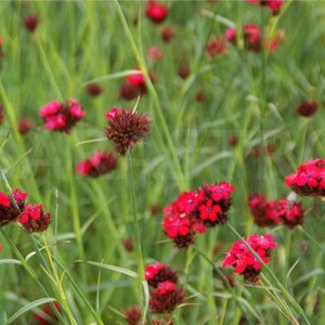 Dianthus Cruentus Blood Pink 30 seeds Hardy Perennial image 2