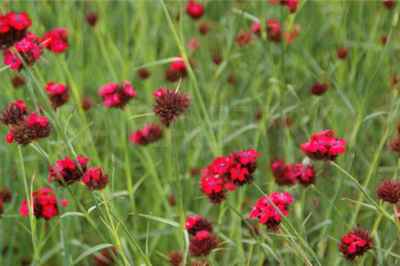 Dianthus Cruentus Blood Pink 30 seeds Hardy Perennial image 2