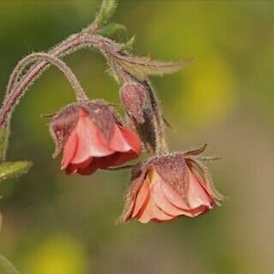 Geum rivale Water Avens Hardy Perennial 30 SEEDS image 1