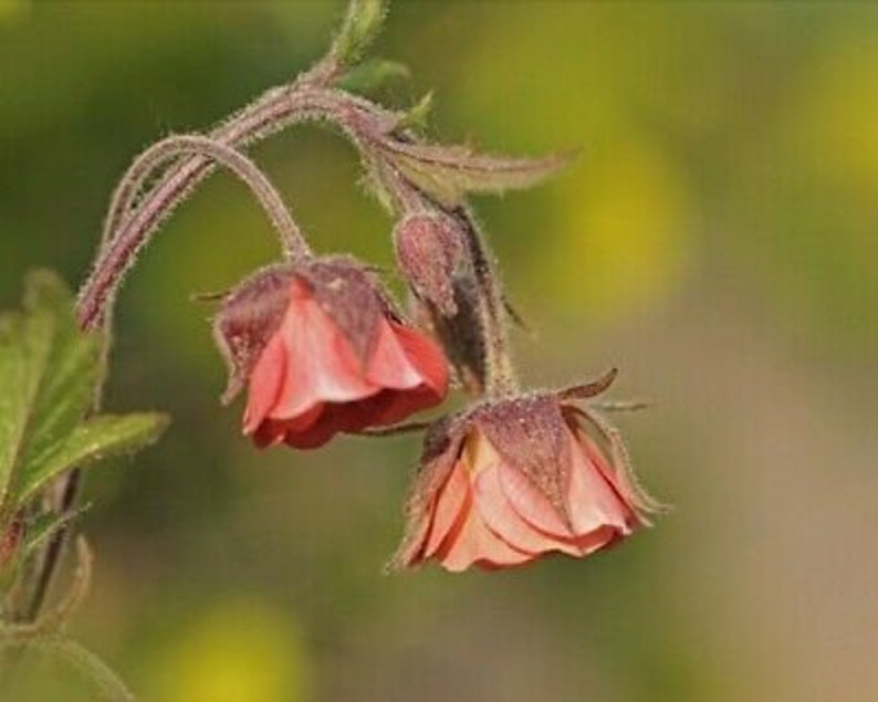 Geum rivale Water Avens Hardy Perennial 30 SEEDS image 1