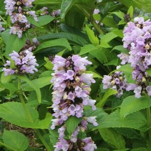 Nepeta Subsessilis 'Pink Dreams' 20 Seeds image 2