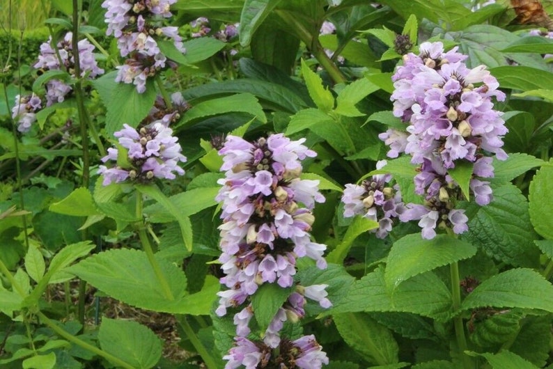 Nepeta Subsessilis 'Pink Dreams' 20 Seeds image 2