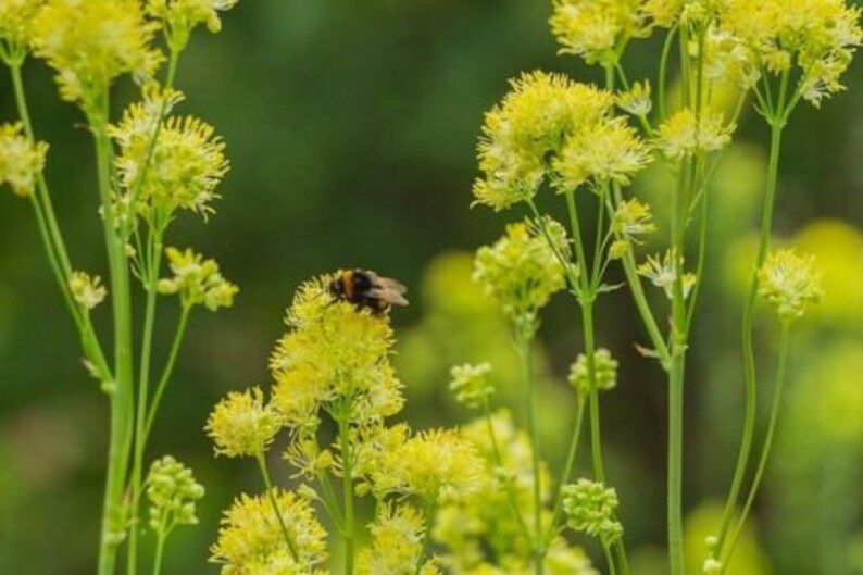 Thalictrum flavum glaucum 15 seeds image 2