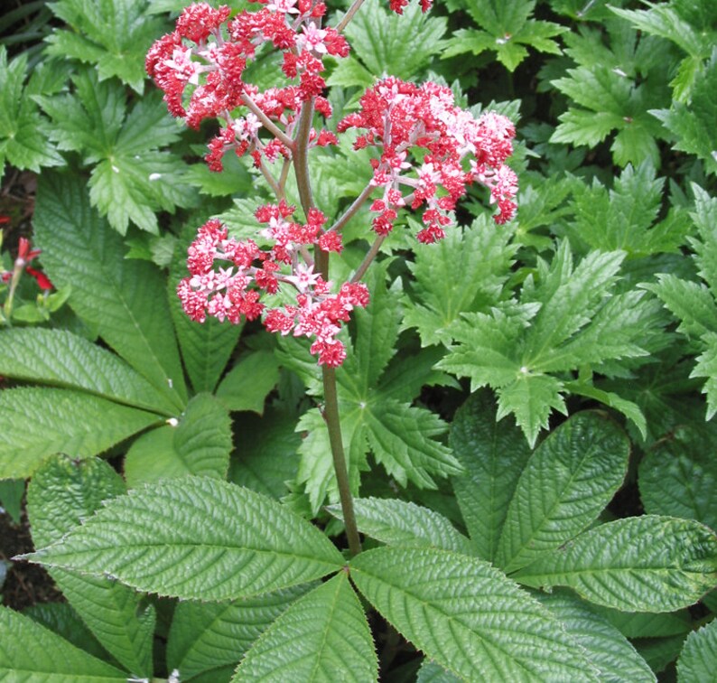 RODGERSIA aesculifolia x henrici x pinnata New Hybrids mix-35 seeds/HP image 3