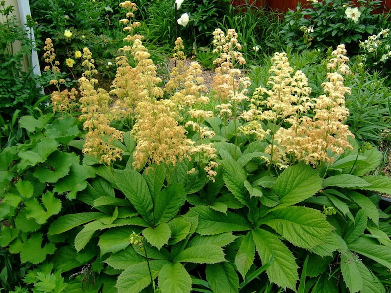 RODGERSIA aesculifolia x henrici x pinnata New Hybrids mix-35 seeds/HP image 2