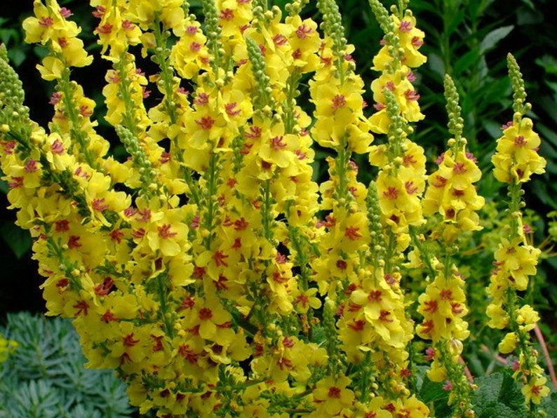 Details about   Verbascum chaixii 50 seeds Hardy Perennial 