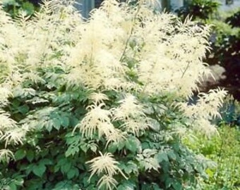 Aruncus dioicus - 100 Seeds Approx. - Hardy Perennial