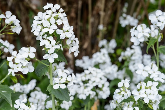 Rediva Lunaria Rediviva Seeds