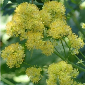 Thalictrum flavum glaucum 15 seeds image 1