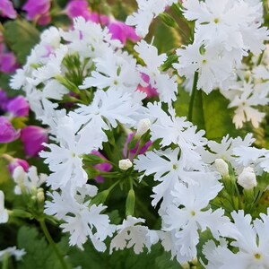 Primula Sieboldii Sakurasoo, or Cherry Blossom primula.25seeds /HP afbeelding 4