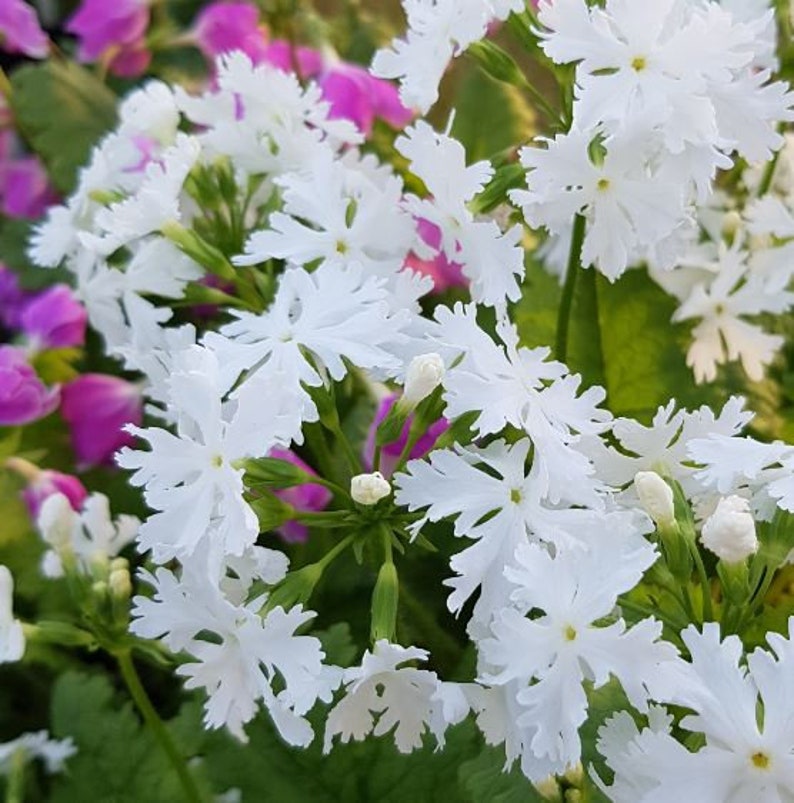 Primula Sieboldii Sakurasoo, or Cherry Blossom primula.25seeds /HP afbeelding 4