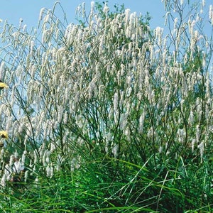 SANGUISORBA parviflora-15 seeds/HP image 2