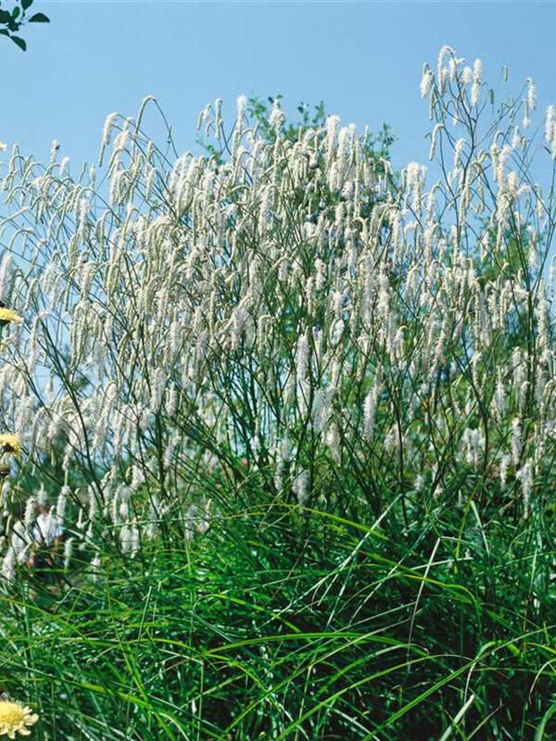 SANGUISORBA parviflora-15 seeds/HP image 2