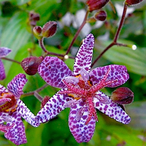 50 Tricyrtis Japanese Toad Lily Flower Seeds / Perennial. Etsy