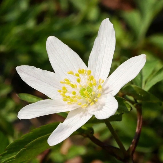 Anemone Nemorosa(wood Anemone) - 25 Seeds /HP - Etsy