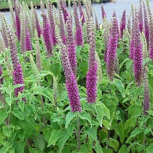 TEUCRIUM Hircanicum 'Purple Tails' 35 seeds Perennial Herb image 1