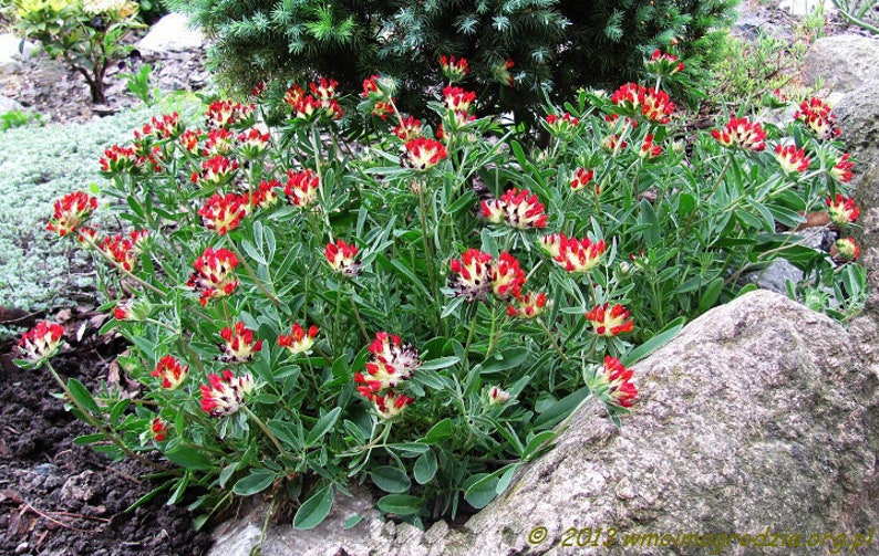 Anthyllis Vulneraria Coccinea 'Red Carpet' 15 seeds/HP image 2