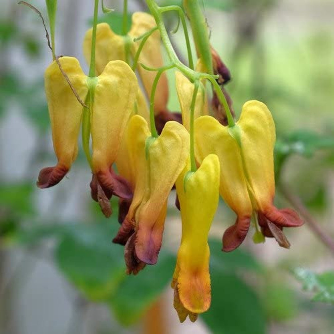 Dicentra Scandens Climbing Bleeding Heart 25 Seeds Golden Etsy UK