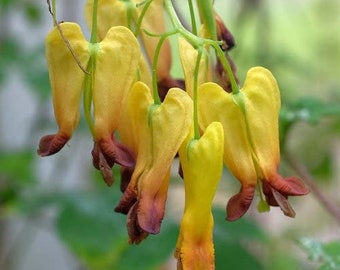 Dicentra Scandens - Climbing Bleeding Heart 25 Seeds - Golden Tears