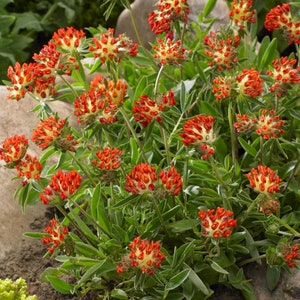 Anthyllis Vulneraria Coccinea 'Red Carpet' 15 seeds/HP image 1