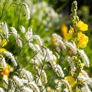 SANGUISORBA parviflora-15 seeds/HP image 1