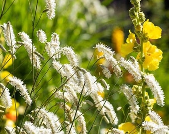 SANGUISORBA parviflora-15 seeds/HP