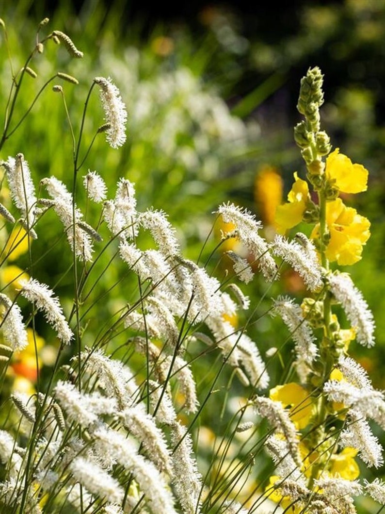 SANGUISORBA parviflora-15 seeds/HP image 1