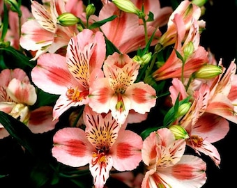 Alstroemeria pulchella, 'Mona Lisa'-10 seeds