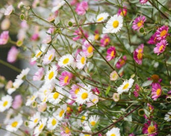 Erigeron Karvinskianus -100seeds/HP