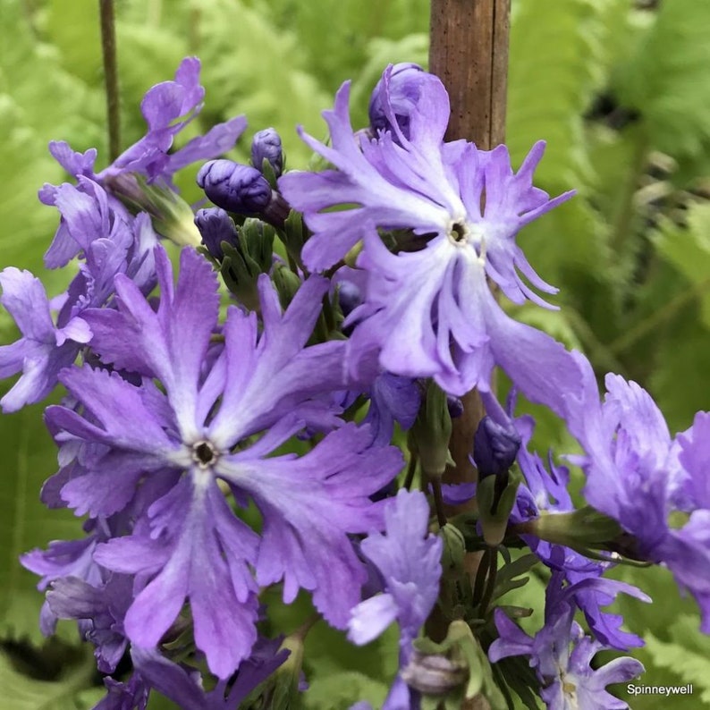 Primula Sieboldii Sakurasoo, or Cherry Blossom primula.25seeds /HP image 2